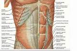 Role Of Core Muscles Photos
