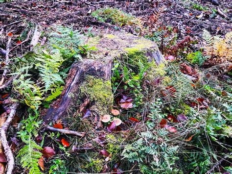 Old Stump Overgrown With Moss In The Forest In Early Autumn Stock Photo