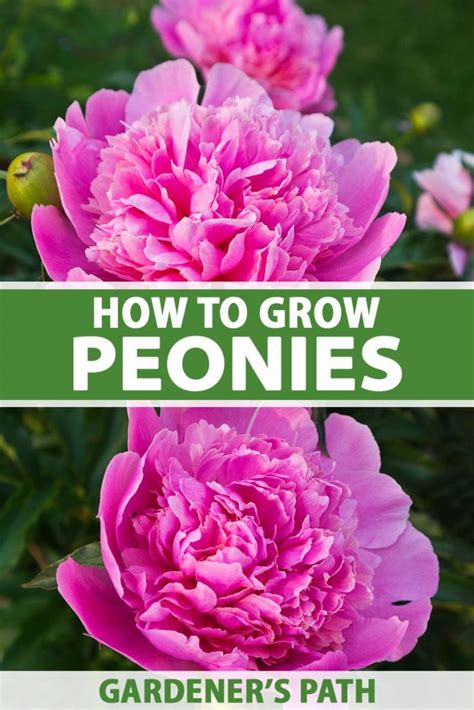 Peonies How To Grow And Care For This Classic Perennial Gardeners Path