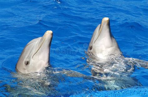 Dolphin Stock Image Image Of Oceanograf Dolphinarium 132870499