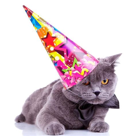 Discover Magazine On Twitter Cat Birthday Happy Birthday Cat Kitten