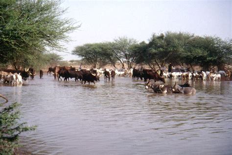 Niger Sept 03 Syydehaas Flickr