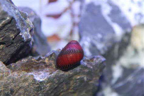 Ace The Red Racer Nerite Snail R Snails