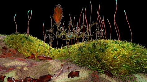 Moss snowstick performance quad 60 snowboard 2021. Moss Stick Insect on Behance