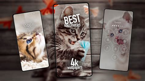 wallpapers  cats youtube