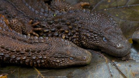 Earless Monitor Lizards The Holy Grail Of Reptiles That Looks Like A