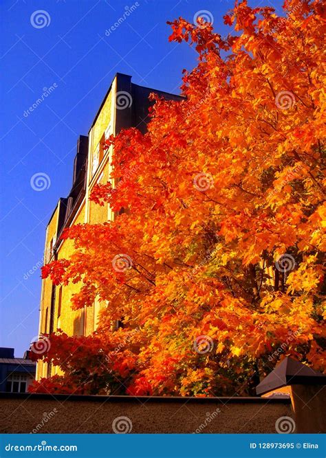 Autumn Maple Trees In Fall City Park Stock Image Image Of Garden