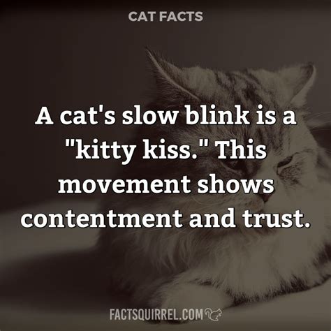 A Cats Slow Blink Is A Kitty Kiss This Movement Shows Contentment