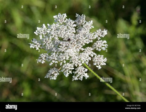 Wild Carrot Aka Bishop S Lace Or Queen Anne S Lace Daucus Carota