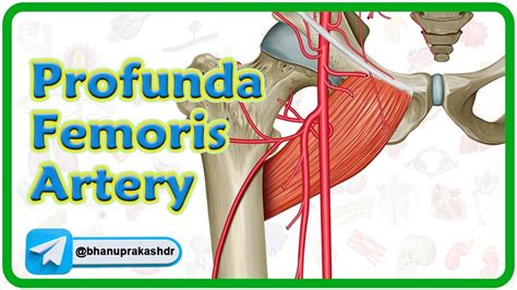 Profunda Femoris Artery Anatomy Animation Usmle Step 1 Review Youtube