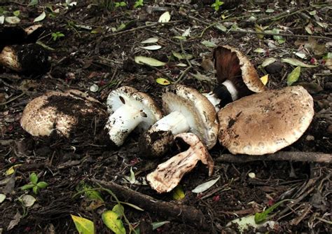 Champignons Agaricus Picture Mushroom