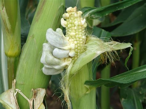 Several Corn Diseases Developing Across Nebraska Cropwatch