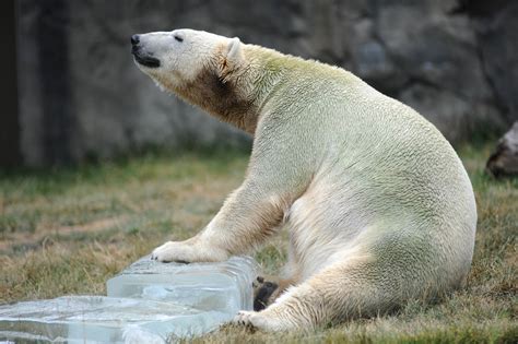 Chicago Zoological Society Teamwork Makes The Dream Work For Polar