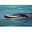 Dolphin Adventure At Tangalooma Island Resort  Brisbane Australia