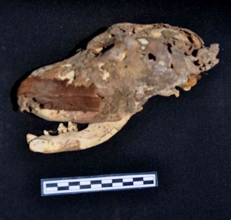 Animal Mummies Discovered At Ancient Egyptian Site Live Science