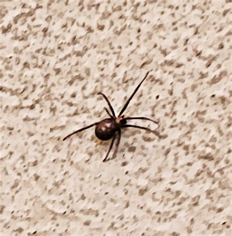 Is This A Brown Recluse Rwhatsthisbug