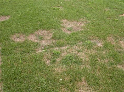 7 Types Of Lawn Disease Found In Pennsylvania Turfcor
