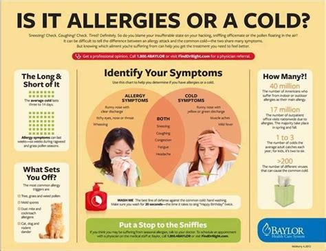 Allergies Vs Cold Allergies Vs Cold Infographic Health Allergies
