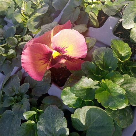 Pansy Select Sangria Punch Multi Pack Coolings Garden Centre
