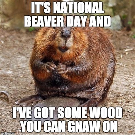 Beaver Imgflip