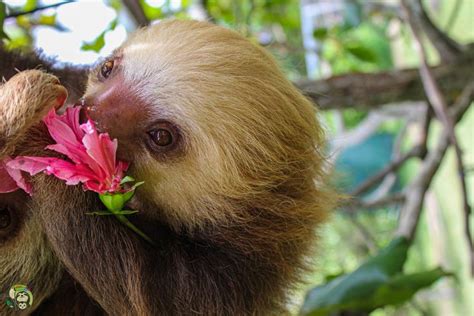 Sloths Love Hibiscus
