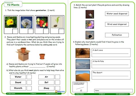 2nd grade math activities, therefore, concentrate on getting the kids to practice addition, subtraction, place value, basic fractions, simple multiplication math activities can make learning the subject a whole lot of fun for kids. Plants Worksheet for Year 2 Science | Teachwire Teaching ...