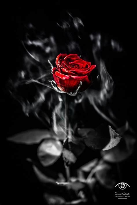 Black White And Red Rose Wallpaper Find The Best Black And White Rose