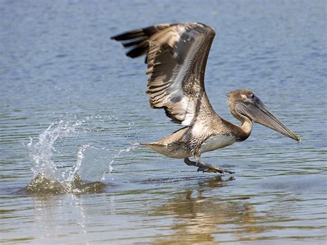 Florida Wading Birds Photos On