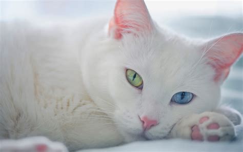 White Cat Green Blue Eyes Wallpaper 1920x1200 14555