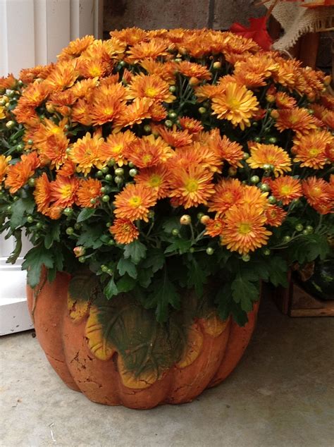 Mums add beautiful fall color. Orange Mums | Orange, Favorite color, Plants