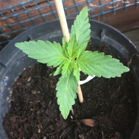 Ist das eine Cannabis Pflanze? Ist die männlich oder weiblich? (Pflanzen, Marihuana, draußen)