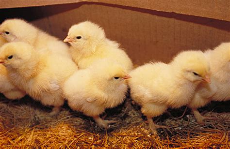 Fluffy Yellow Chicks Baby Chickens Are Adorable Baby Animal Zoo