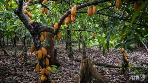 How To Set Up A Cocoa Plantationfarm Myagricworld