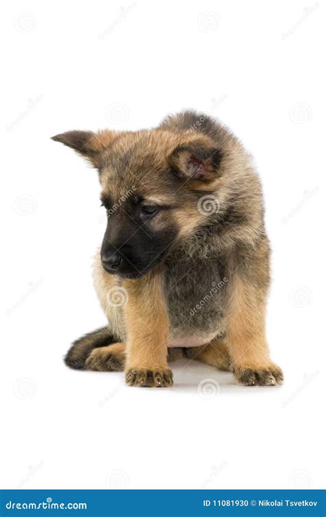 German Shepherds Puppy Stock Photo Image Of Brown Isolated 11081930