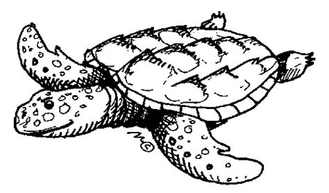 Sea Turtle Clip Art Free Clipart Images Wikiclipart