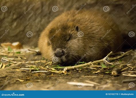 Close Up View Sleeping Female Beaver Stock Photo Image Of Animal