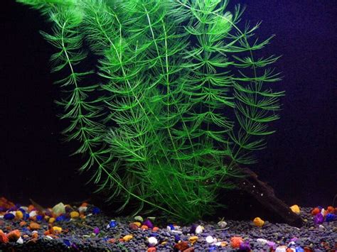 8 Best Floating Aquarium Plants For Beginners Learn More