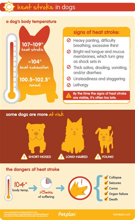 This constant vocalizing is an attempt to attract intact males. The Warning Signs Of Heat Stroke In Dogs | Infographic ...