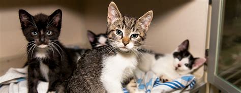 There are so many loving adoptable pets right in your community waiting for a family to call their own. Kitten Nursery | ASPCA