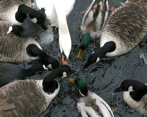 Duck Danger Why Feeding Ducks Bread Is Bad For Their Health Ibtimes Uk