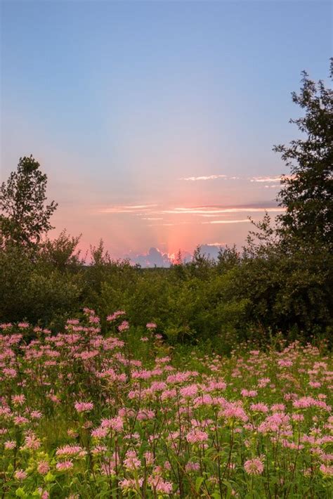 Think Spring Wildflower Sunset At Stony Creek Metropark Daniel Frei