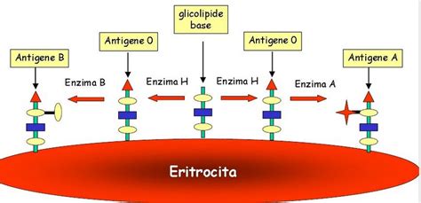 Il gruppo b appartiene alle popolazioni nomadi, per cui hanno un sistema immunitario molto forte e un buon apparato digerente. Gruppi sanguigni - Didattica delle Scienze