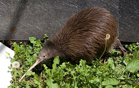 Two Brown Kiwi Die At Smithsonian Conservation Biology Institute