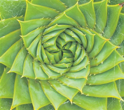 Pin By Bella On Symmetry Spirals In Nature Fibonacci Sequence In