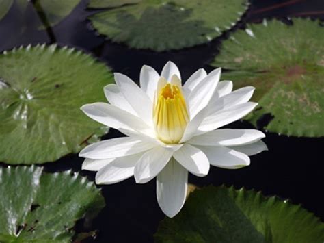 Nymphaea Trudy Slocum Night Blooming