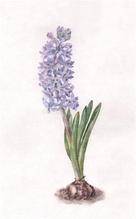 Blue Hyacinth Watercolor Painting Stock Illustration Illustration Of