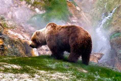 Brown Bear Hunting In Russia Kamchatkaaustralian Hunting Consultants
