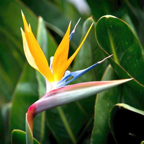 An Orange And Blue Bird Of Paradise Flower With Green Leaves In The Backgroud