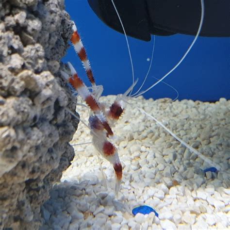 Banded Boxer Coral Shrimp Nu Pets Pet Centre
