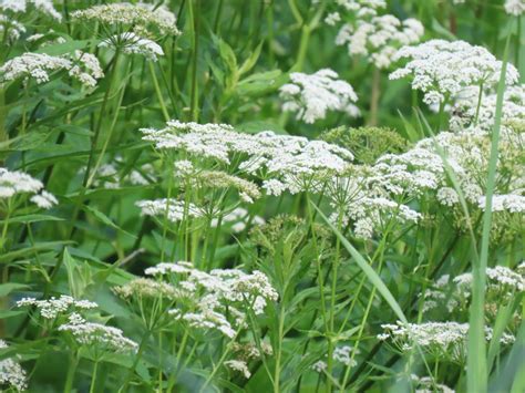 Queen Anne S Lace Daucus Carota Edible Medicinal Uses Of The